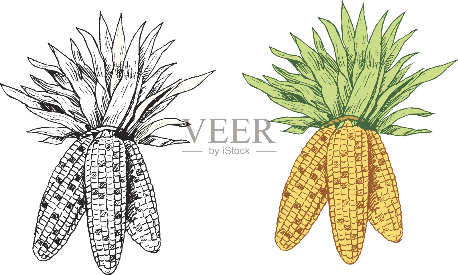 科布的玉米插画图片素材