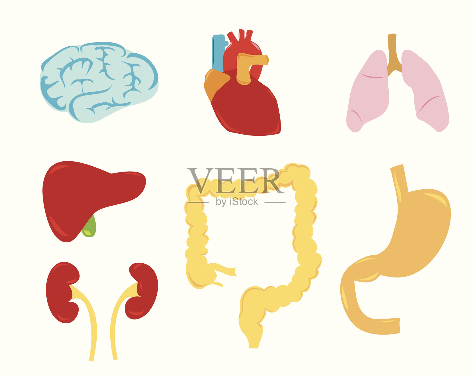 器官的元素插画图片素材
