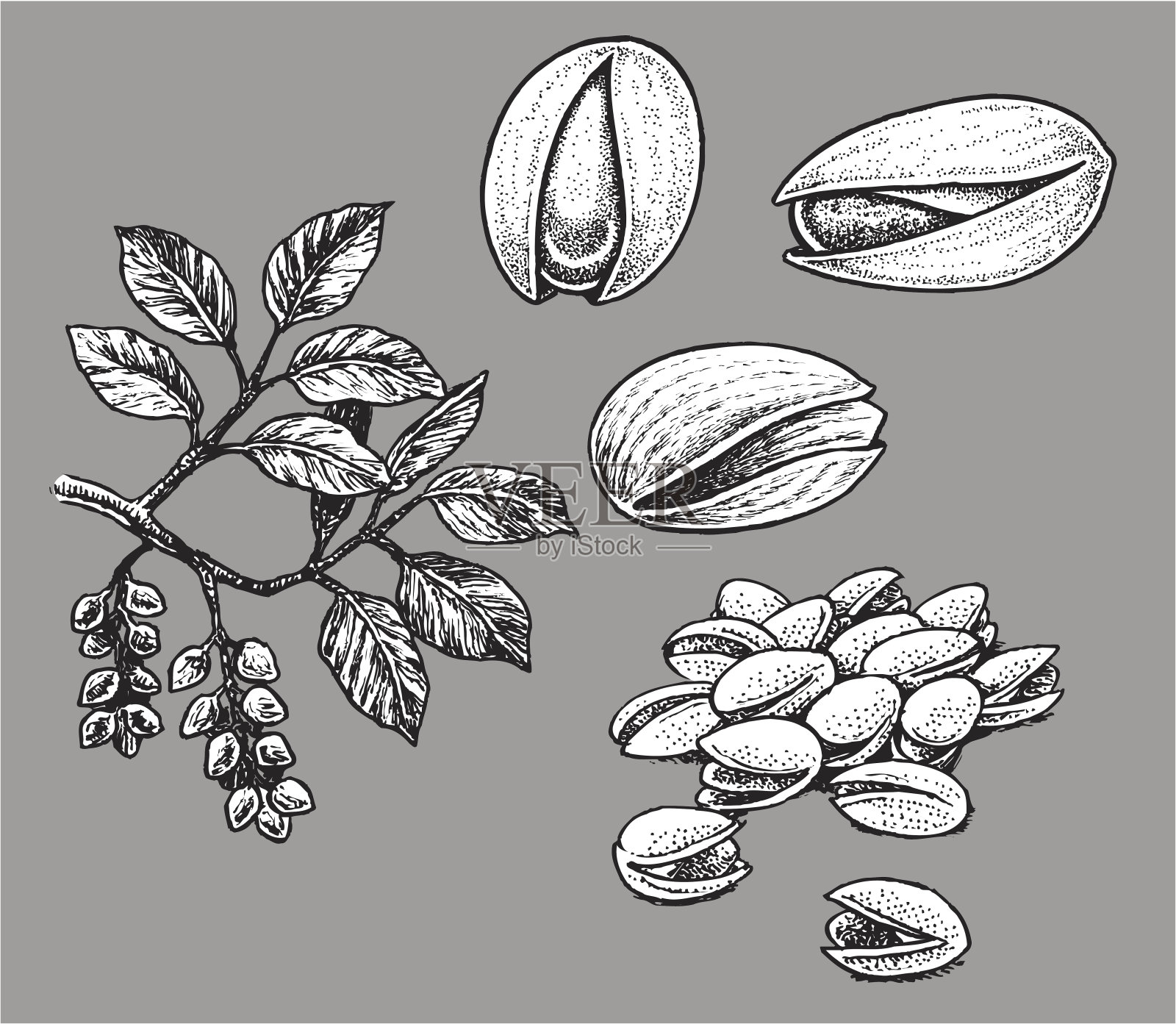 阿月浑子果插画图片素材