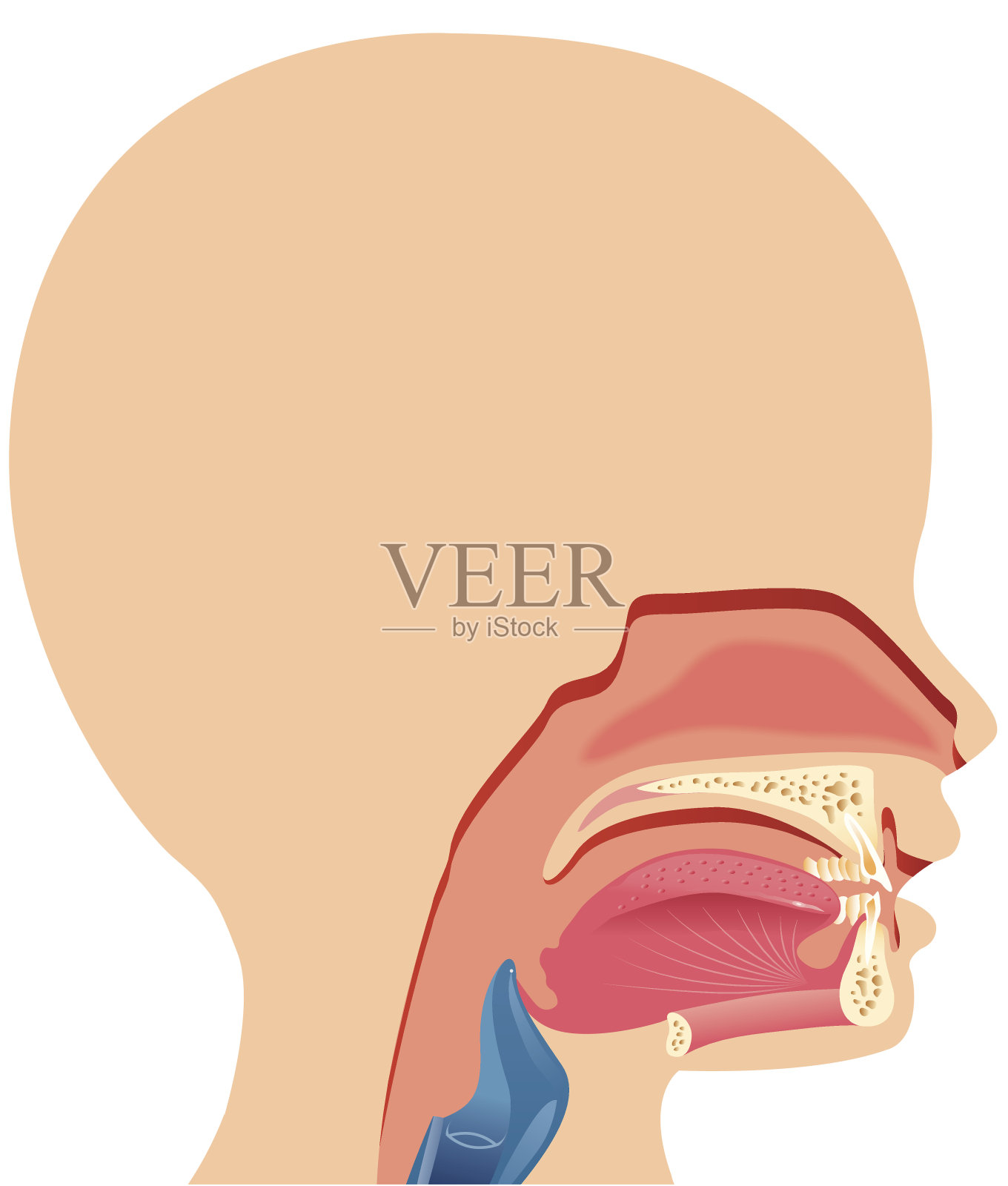 口腔内部剖视插画图片素材