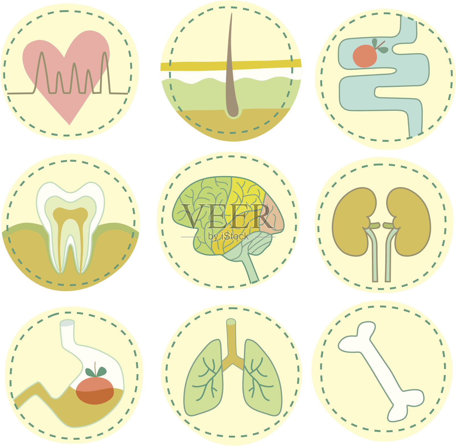 人类的身体插画图片素材