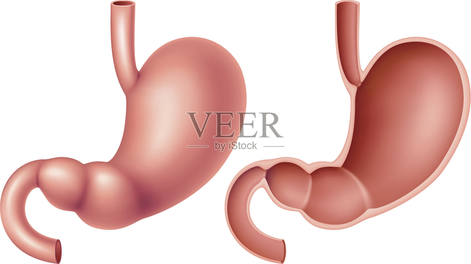 人类的胃插画图片素材
