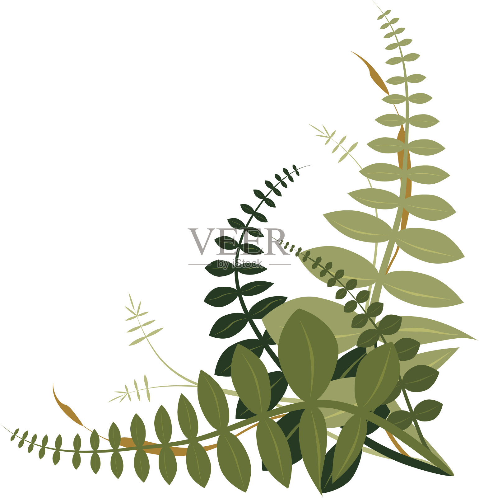 蕨类植物和植物角的设计元素插画图片素材