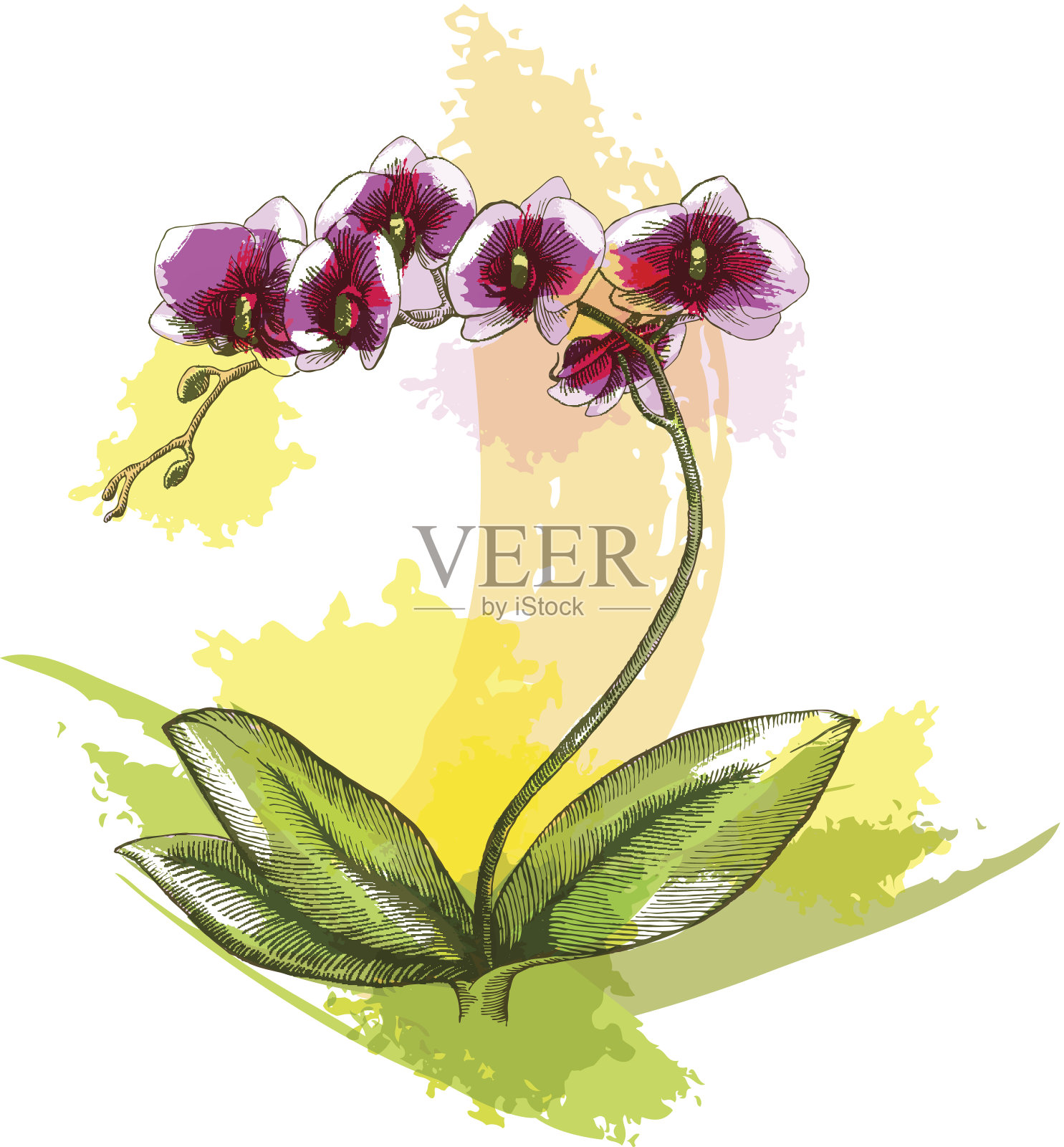 兰花插画图片素材