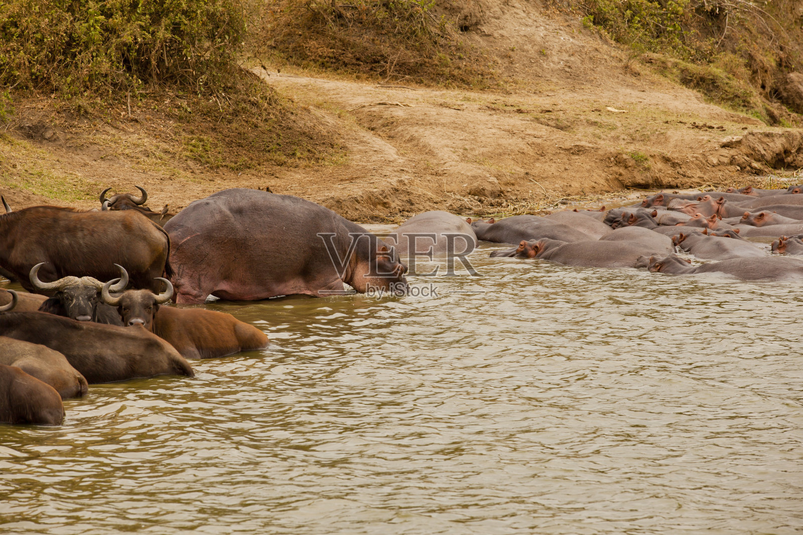 河马在水里和水牛一起休息