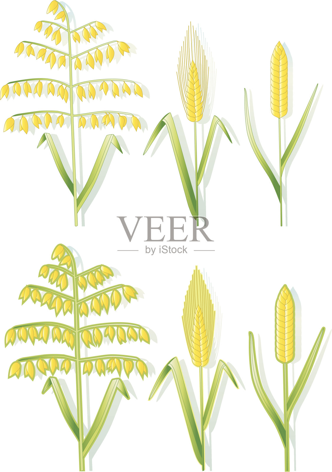 谷物种类(颜色)。插画图片素材