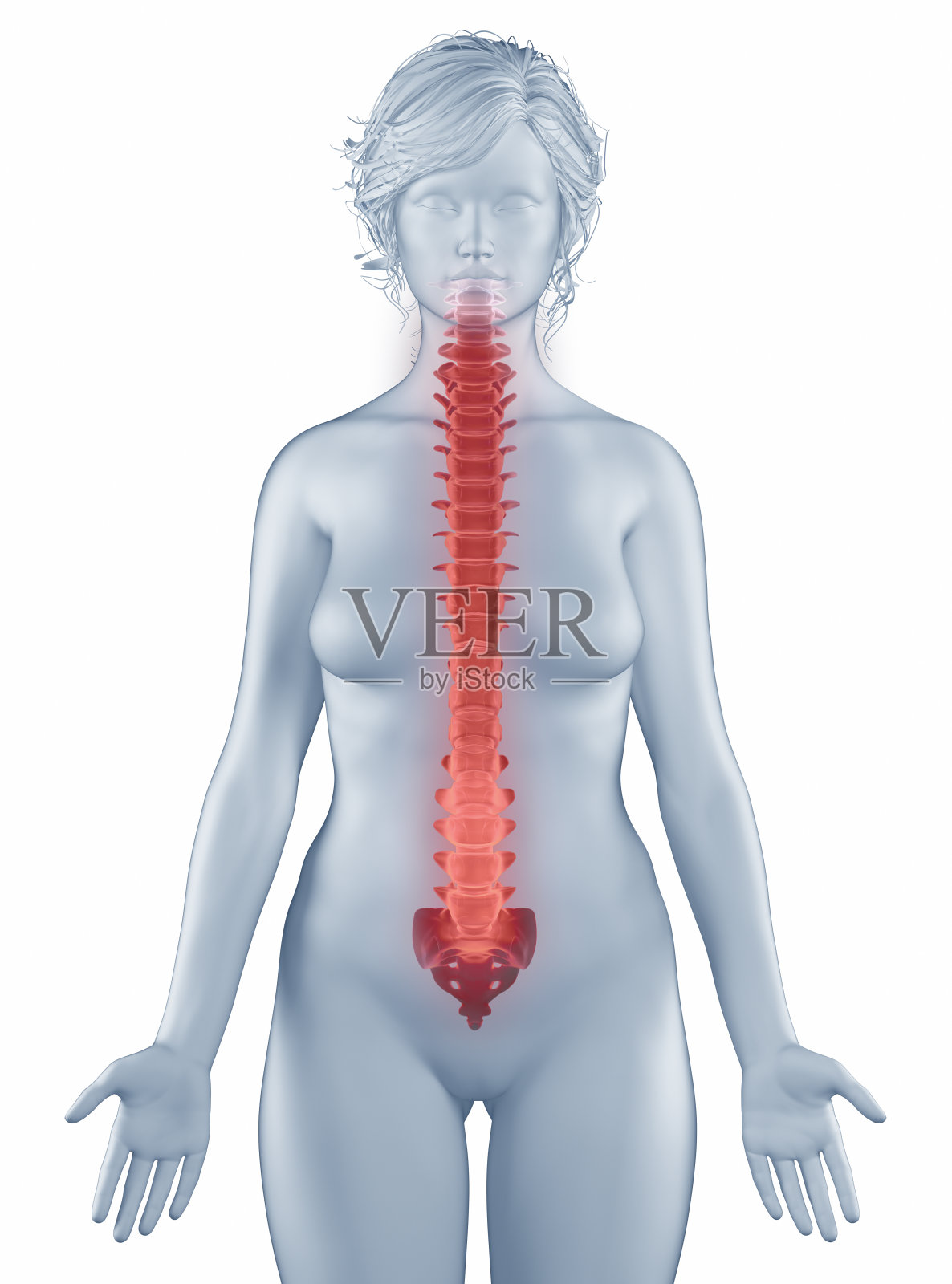 脊柱体位解剖妇女孤立照片摄影图片