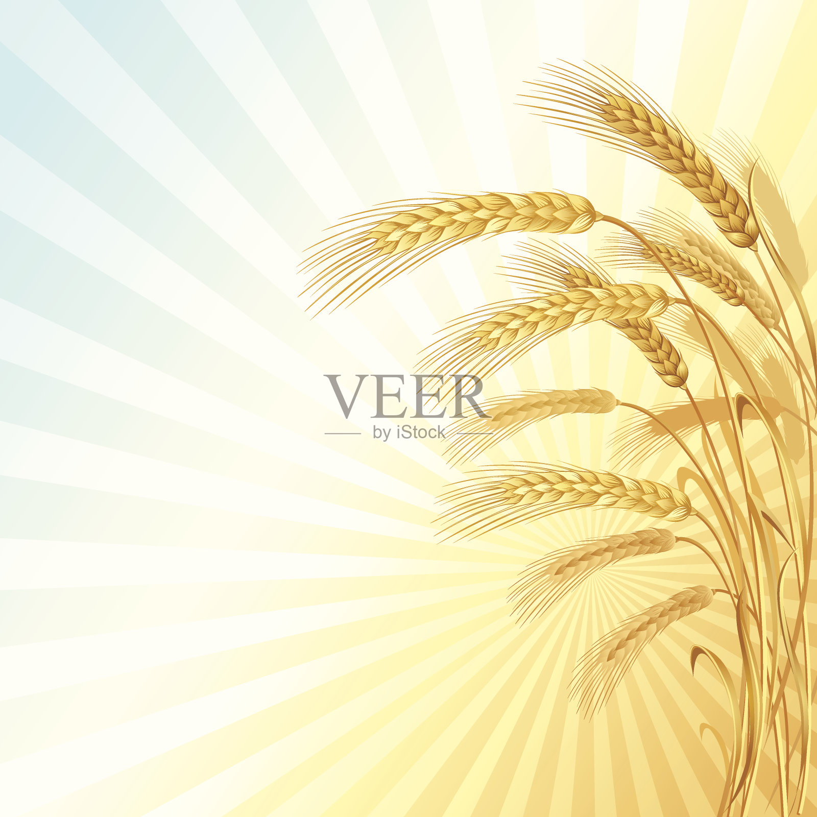 麦田和旭日的插图插画图片素材