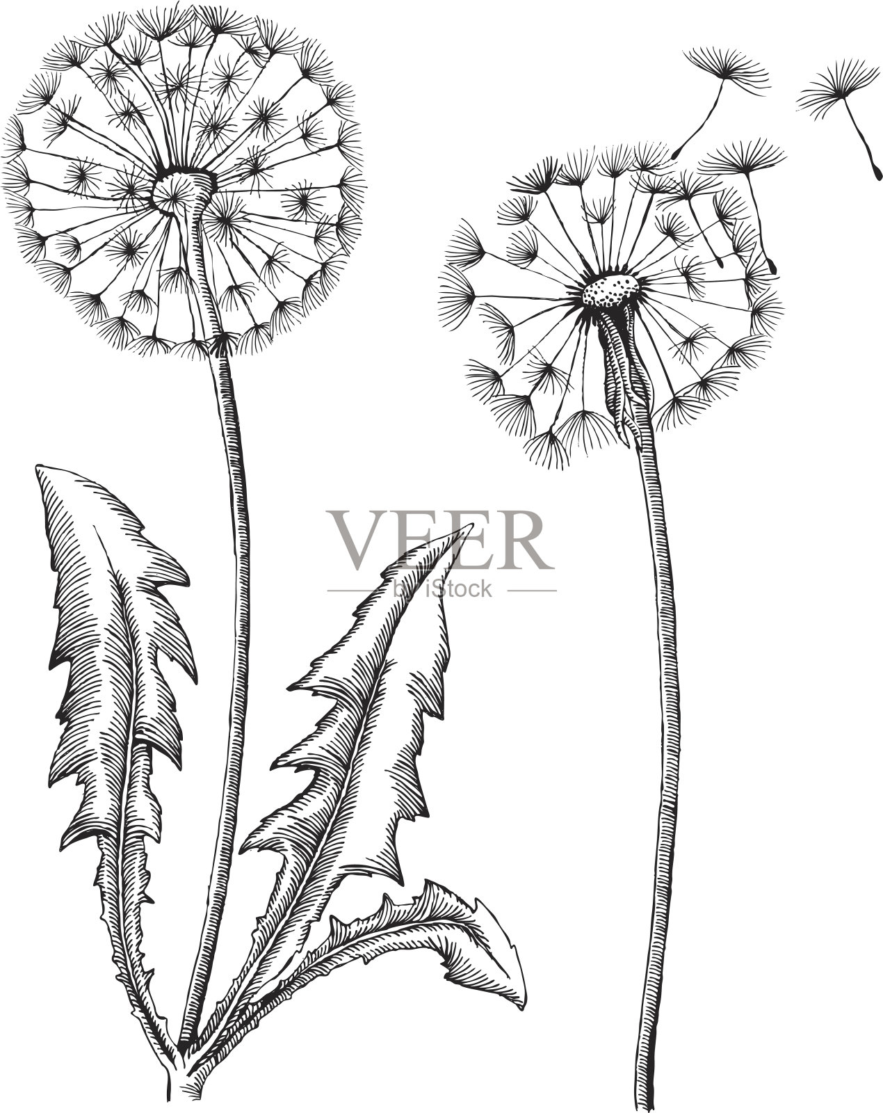 株蒲公英插画图片素材