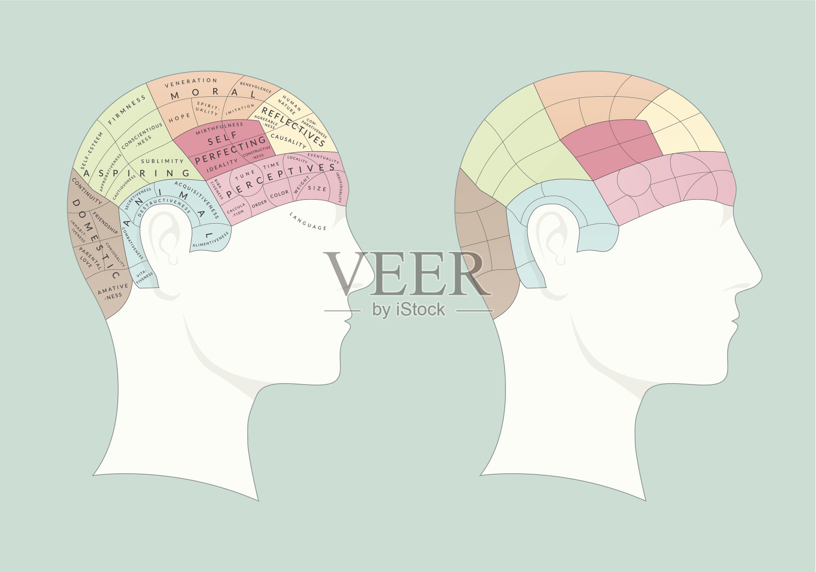 颅相学头[有或没有文字]插画图片素材