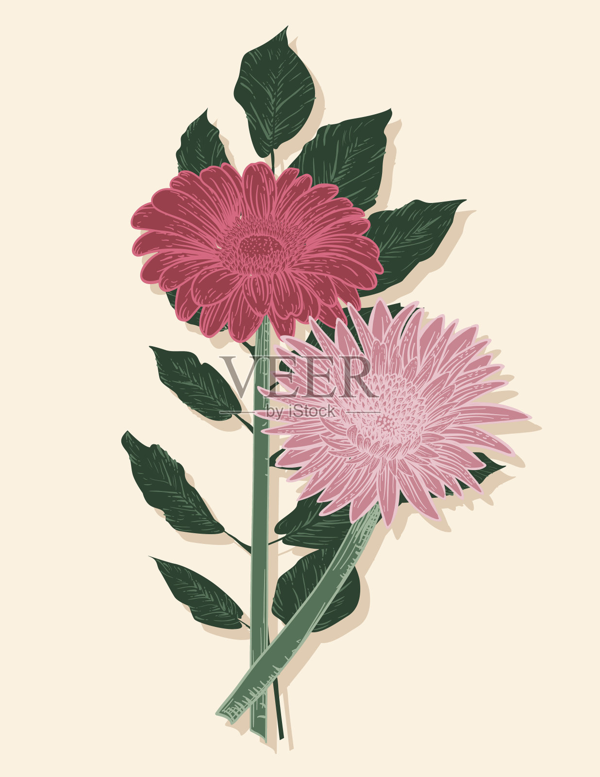 手绘复古风格花-粉红色非洲菊雏菊插画图片素材