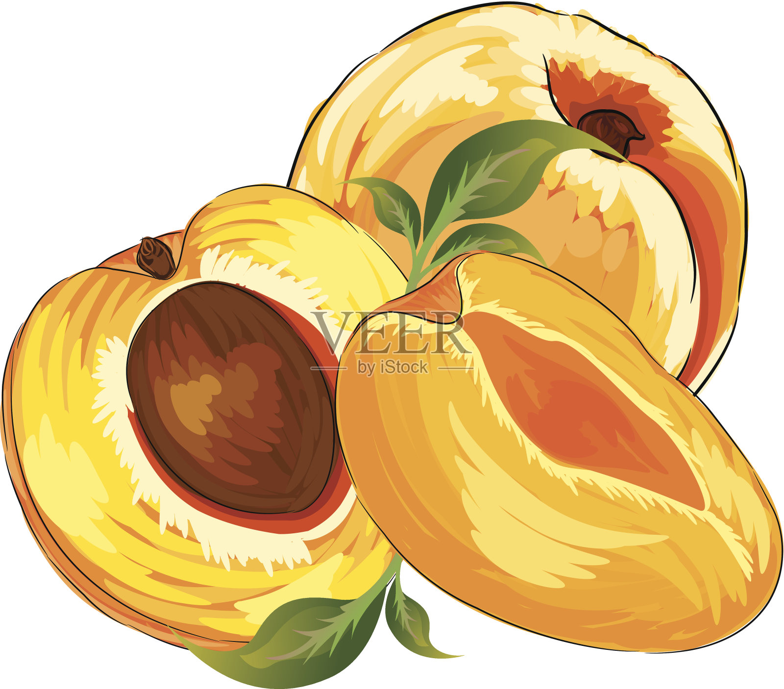 杏插画图片素材