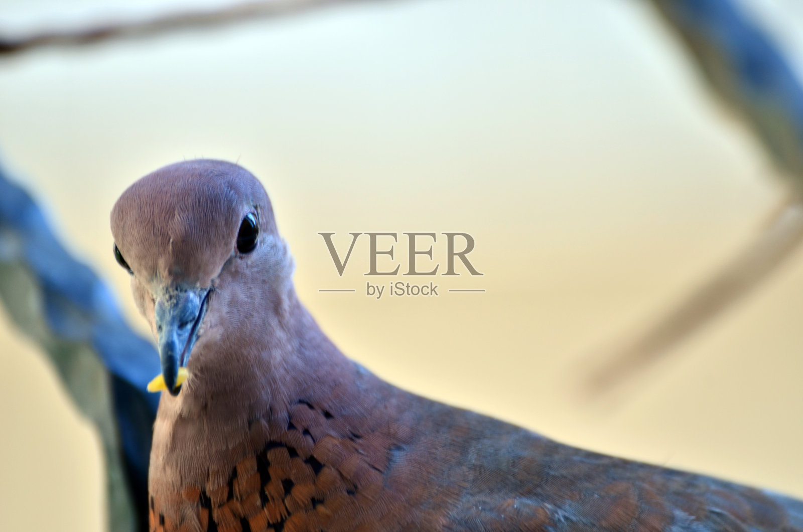 斑鸠照片摄影图片