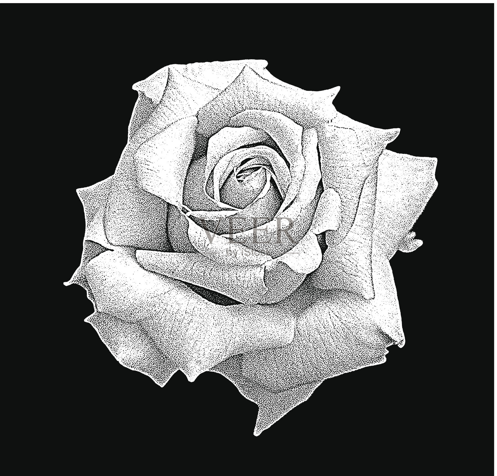 白玫瑰插画图片素材