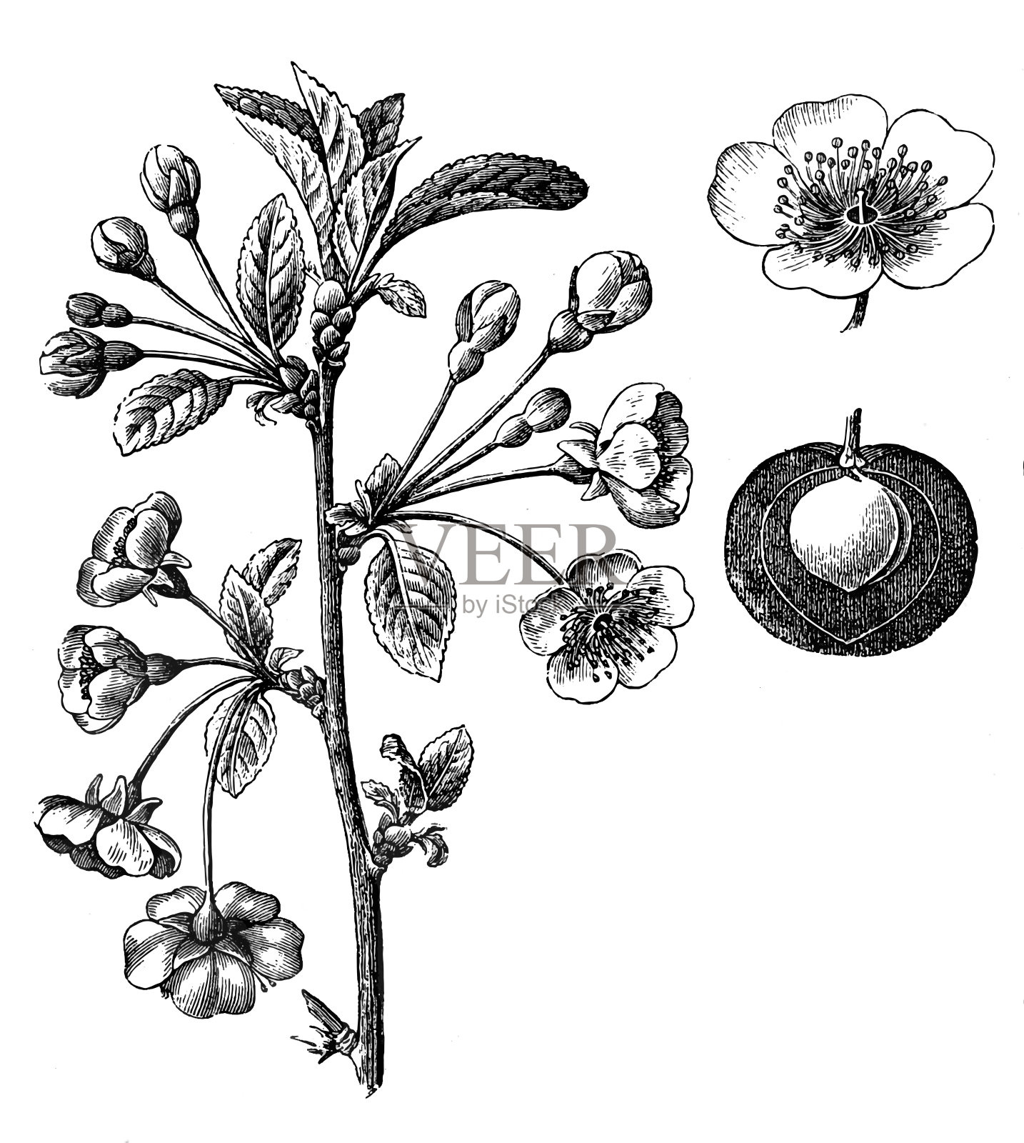 樱桃(酸樱桃、酸樱桃或矮樱桃)插画图片素材