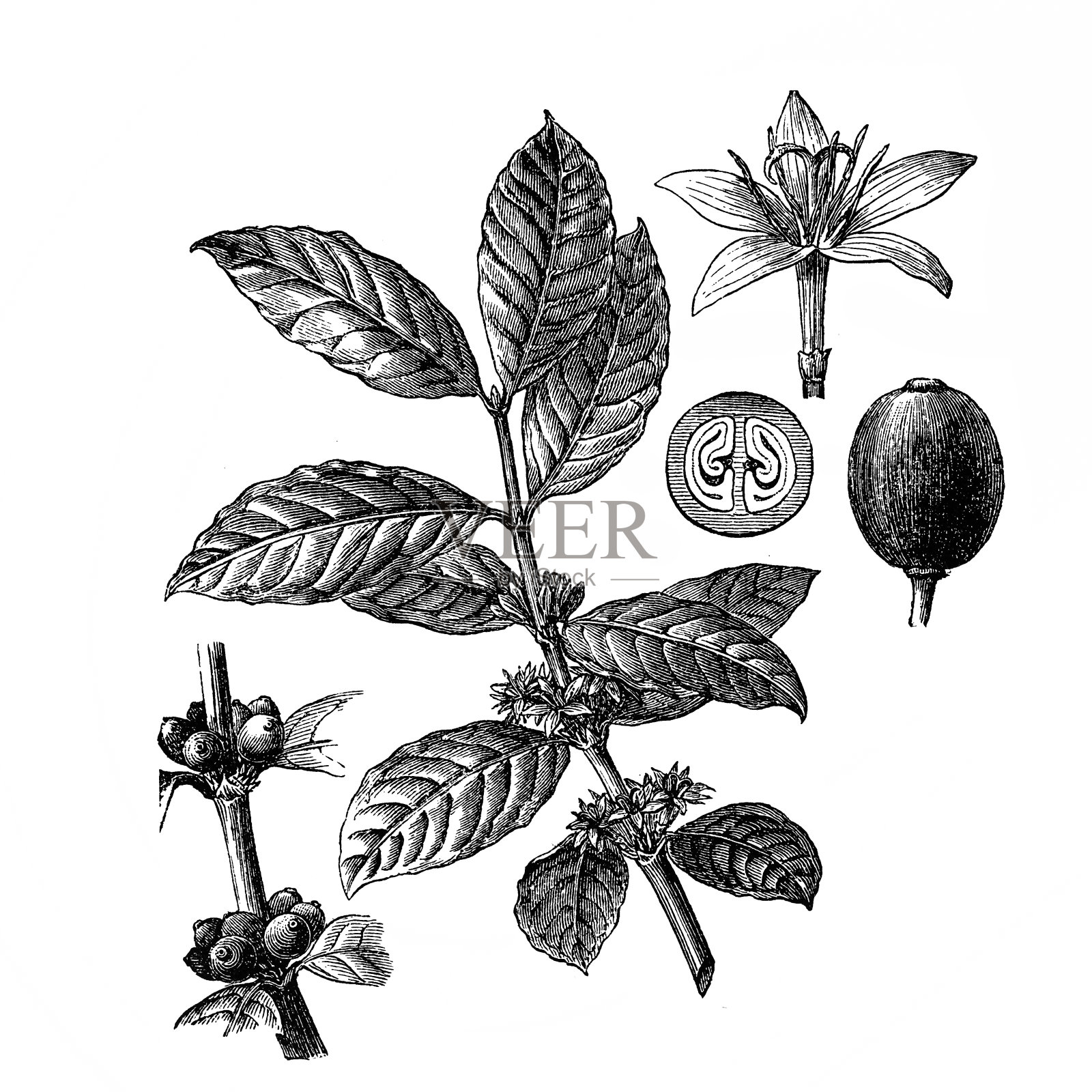 咖啡插画图片素材