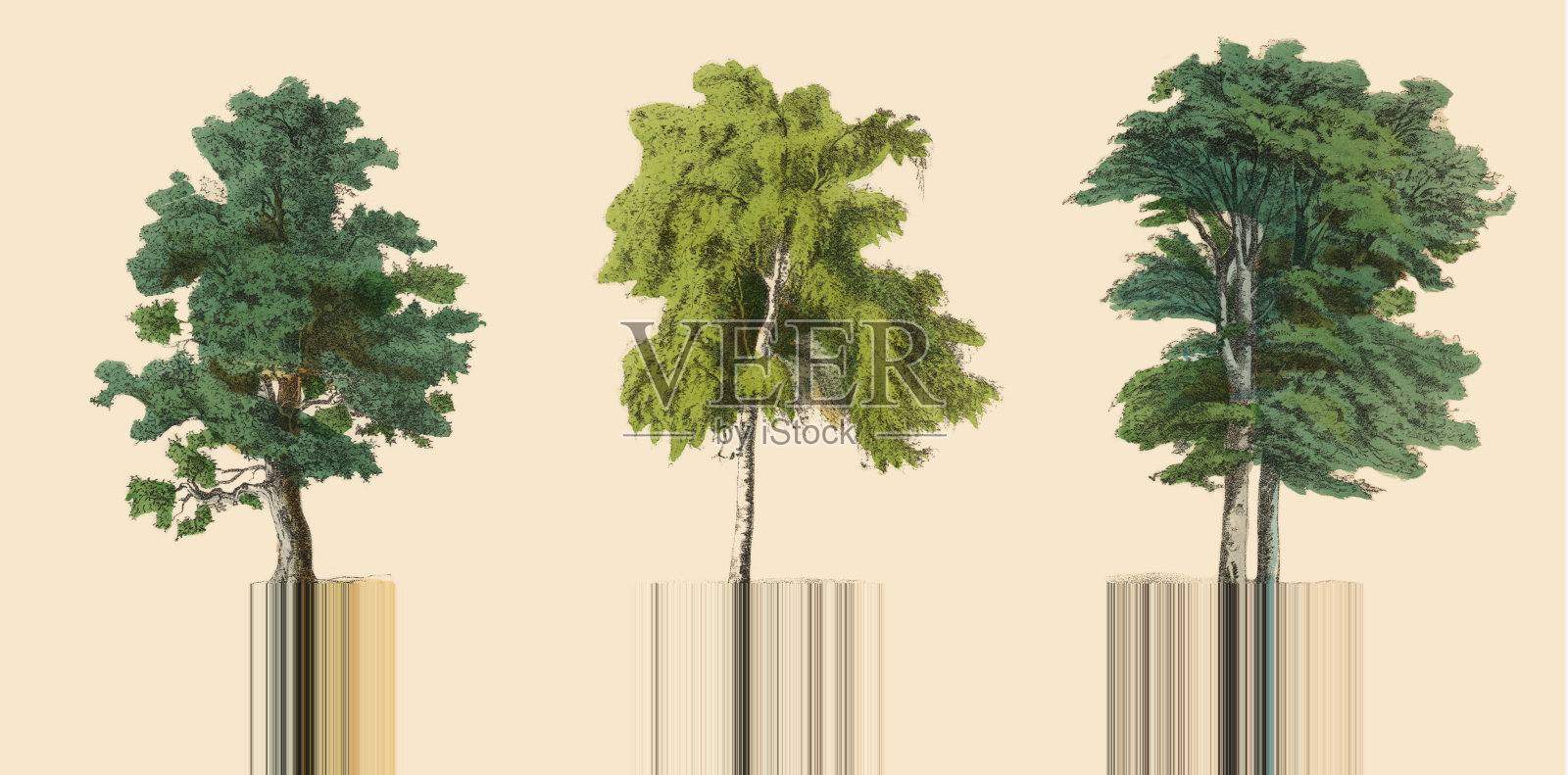 观赏树木在森林，维多利亚植物插图设计元素图片