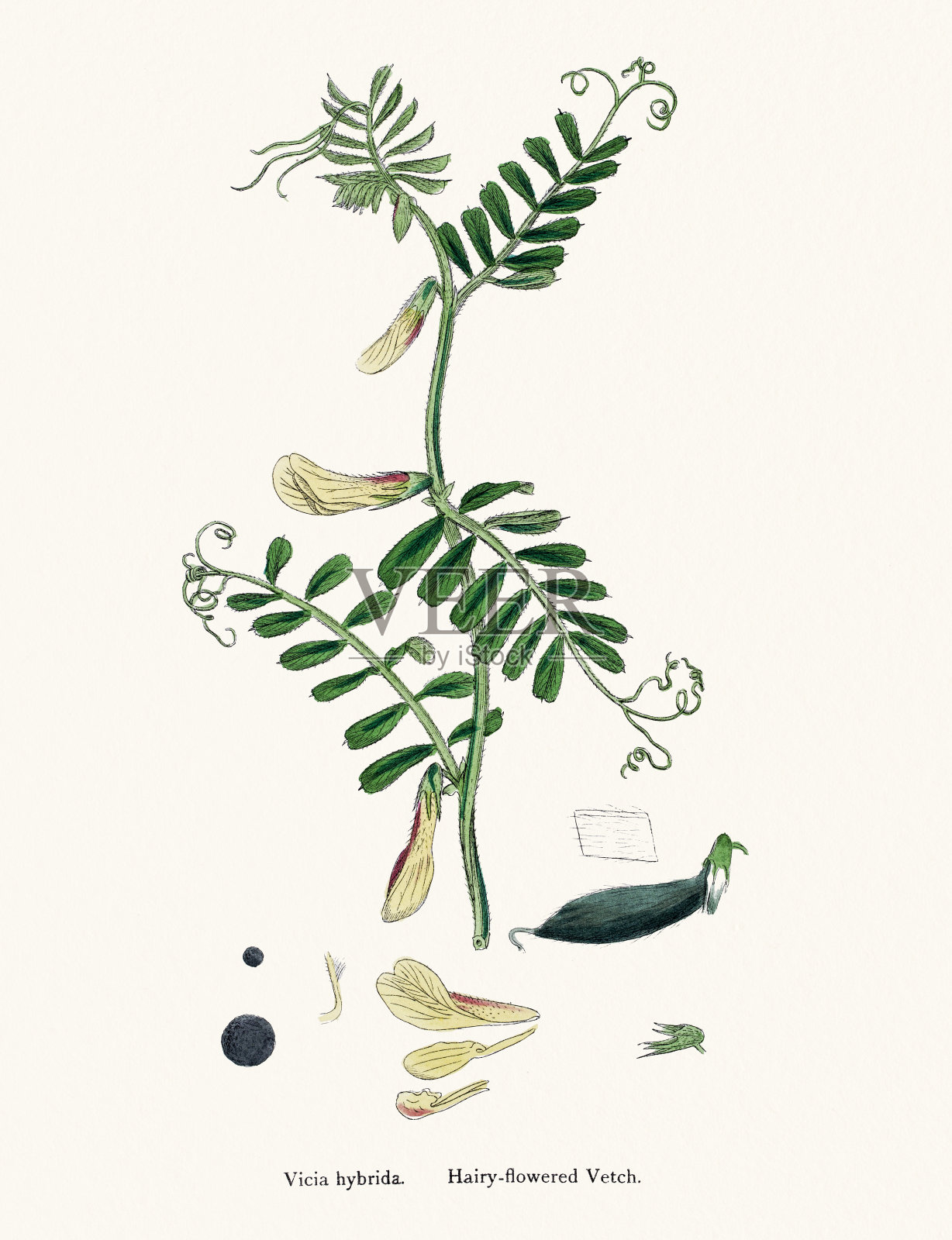 紫薇植物19世纪插图插画图片素材