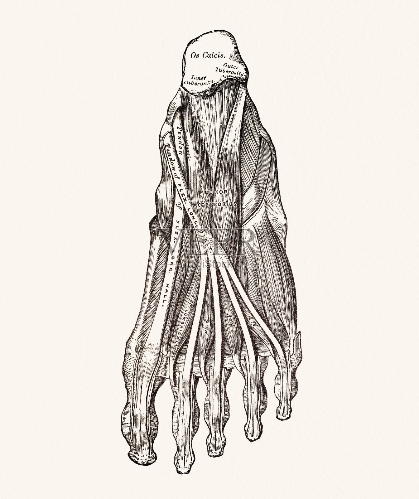 人体足部肌肉，19世纪医学例证插画图片素材