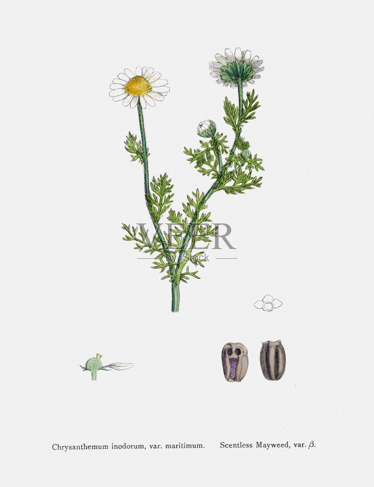 19世纪洋甘菊植物插图插画图片素材
