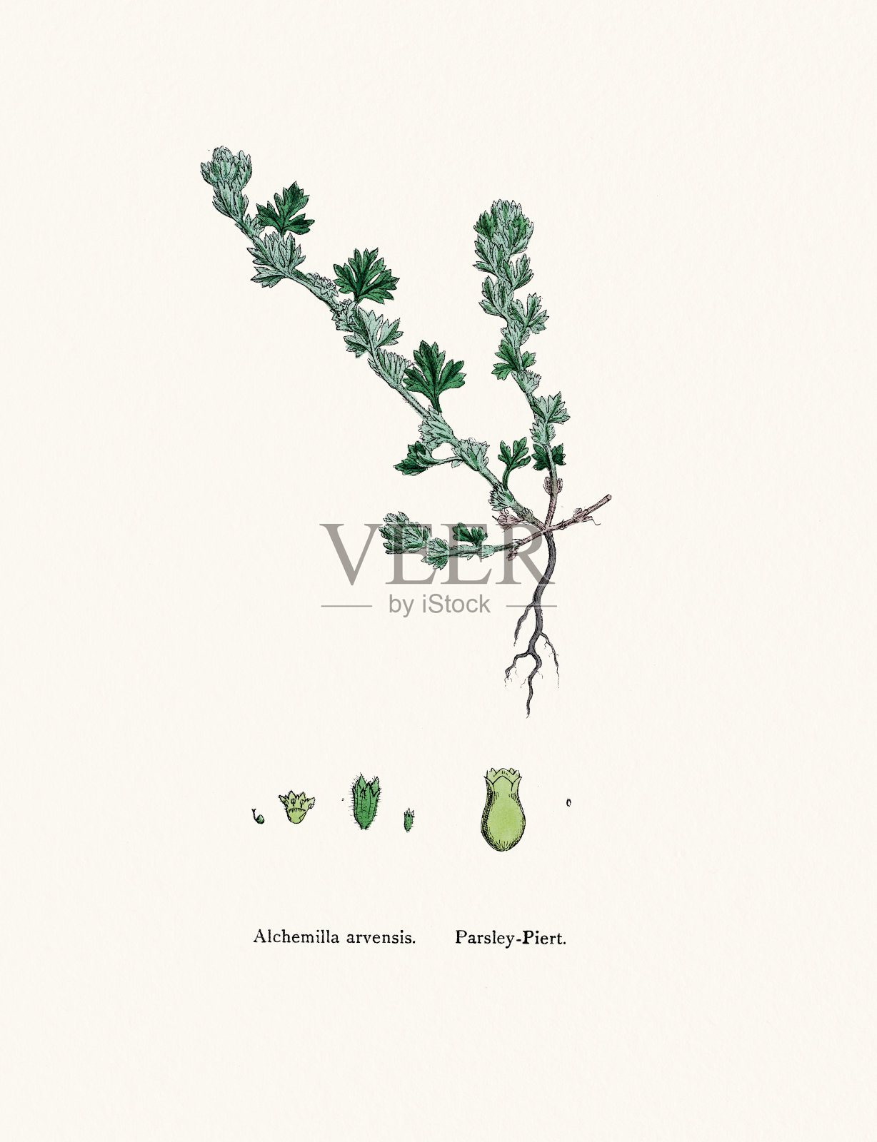 女士披风植物19世纪插图插画图片素材