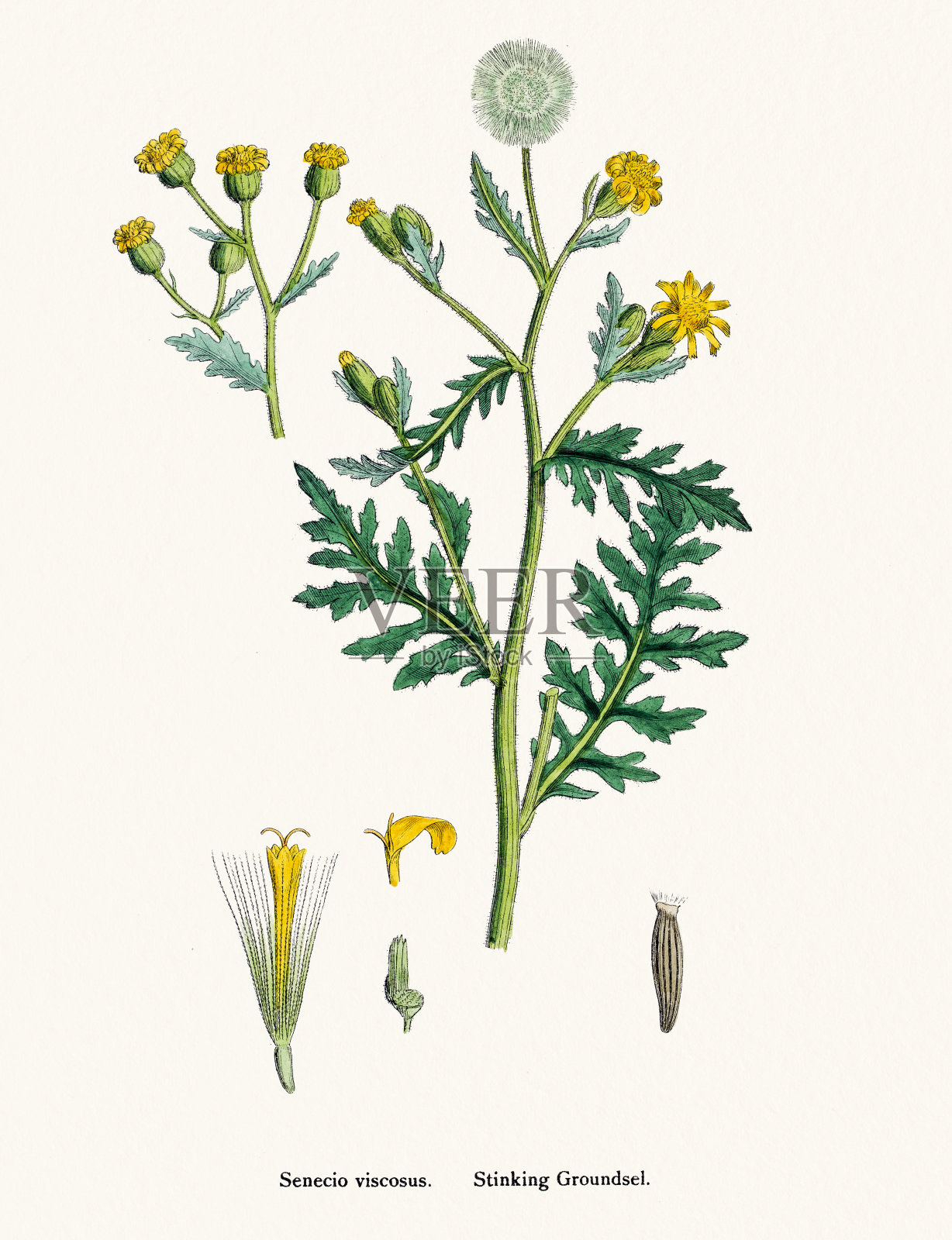 臭气熏天的Groundsel植物19世纪的插图插画图片素材
