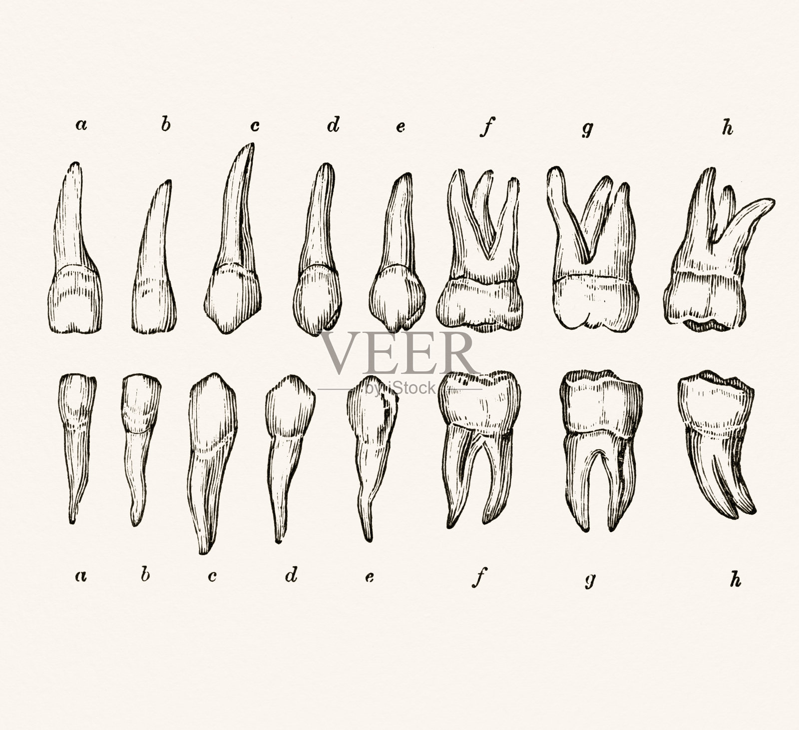 人类牙齿19世纪医学插图插画图片素材