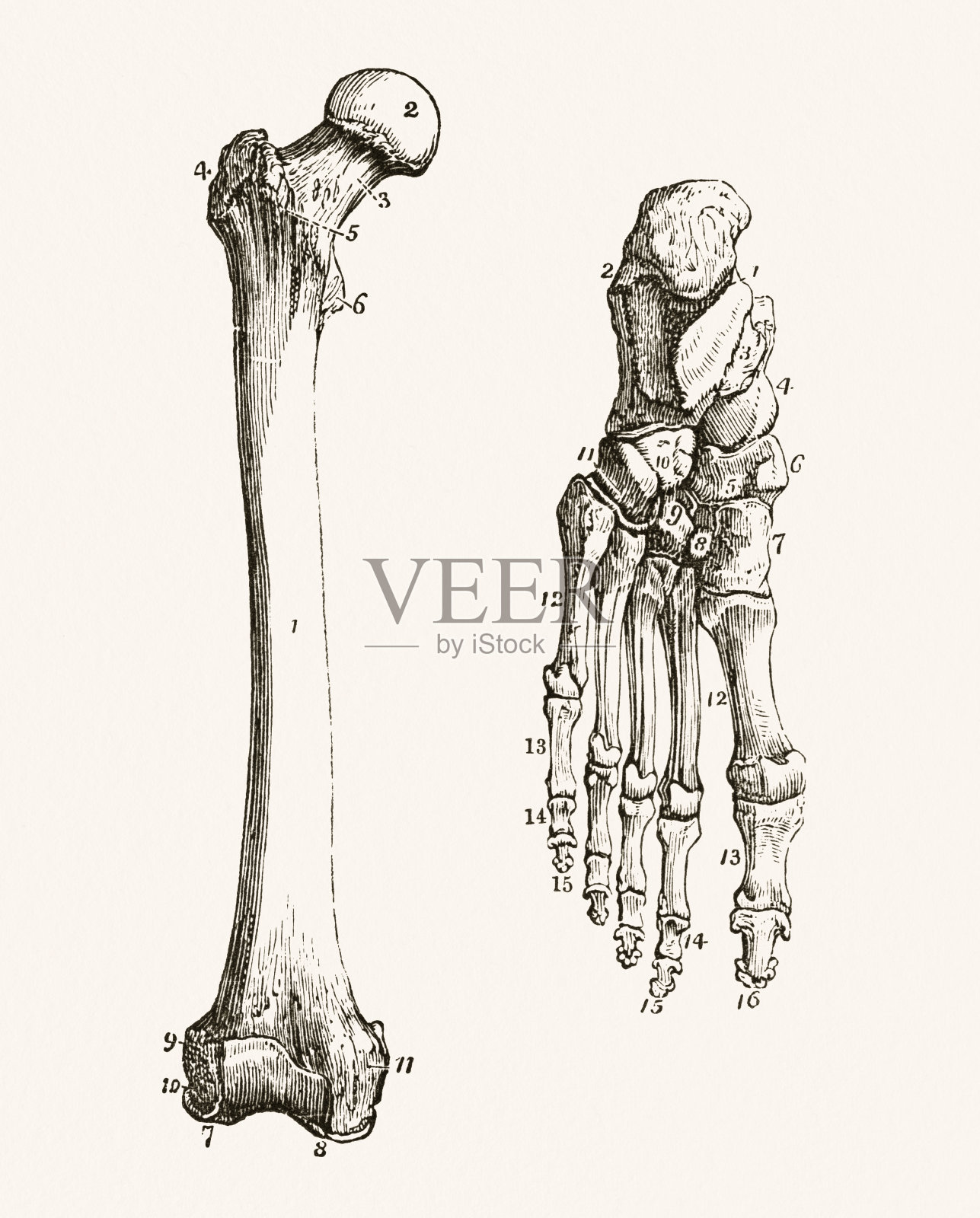 人类腿和脚骨头19世纪医学插图插画图片素材