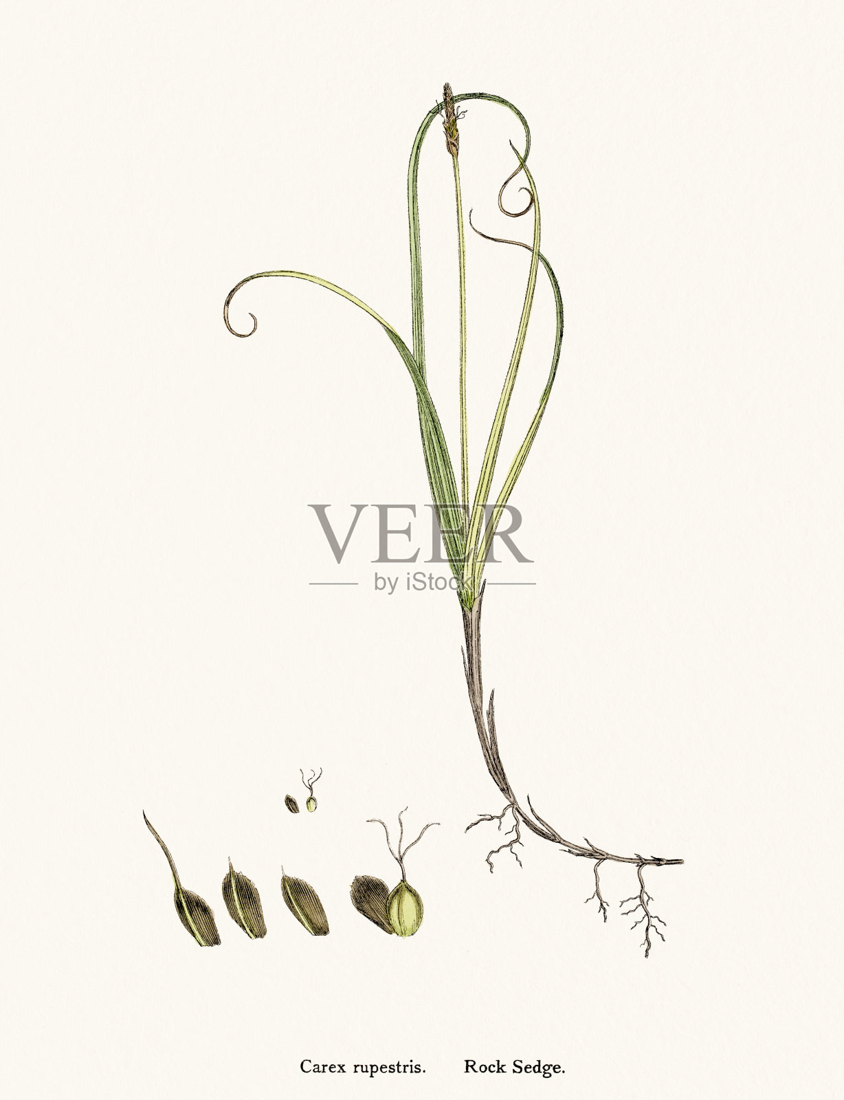 莎草科学说明设计元素图片