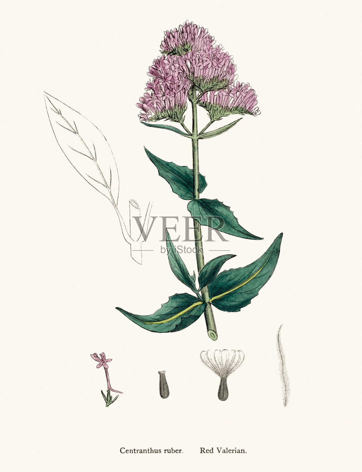 缬草植物科学说明插画图片素材