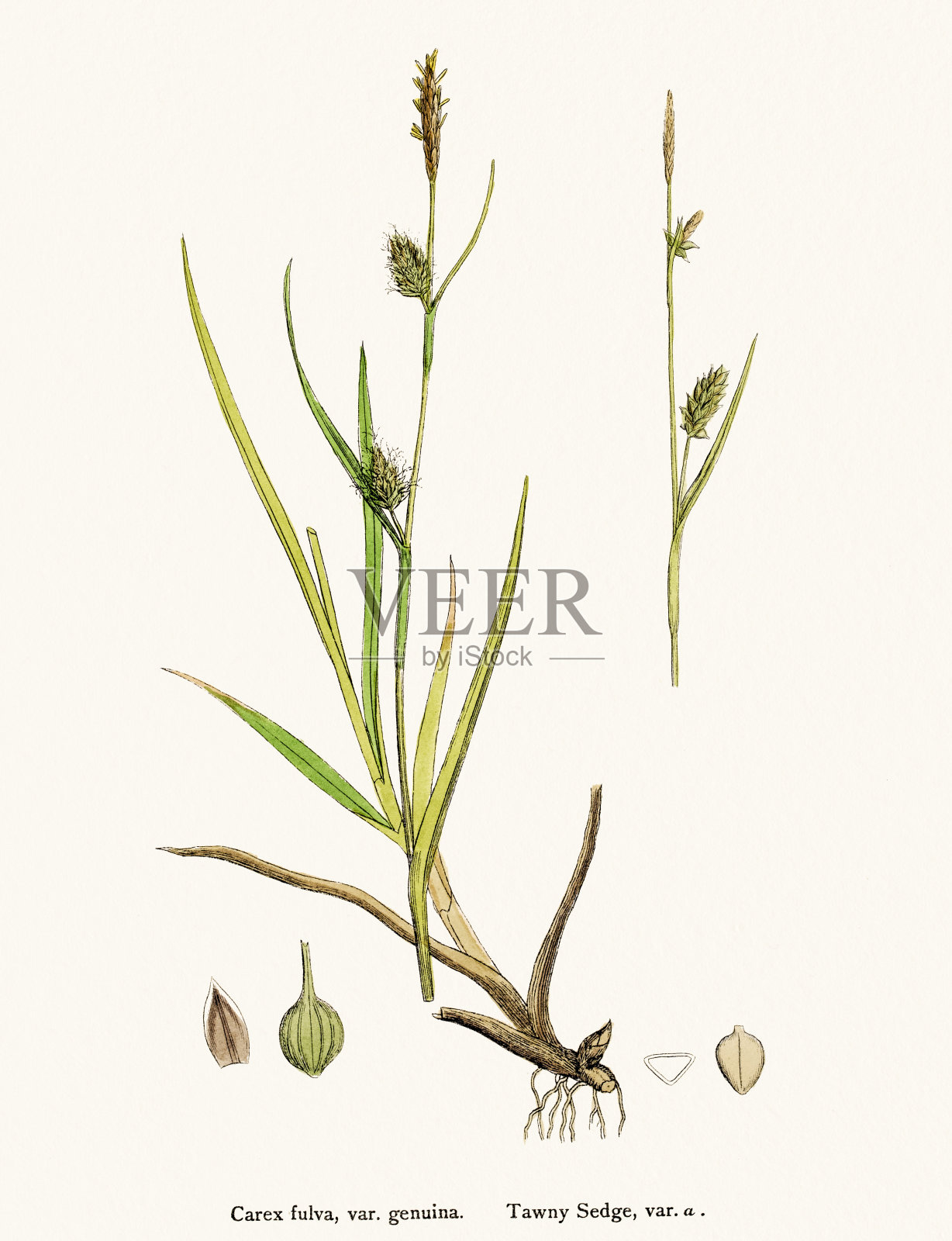 莎草科学说明插画图片素材