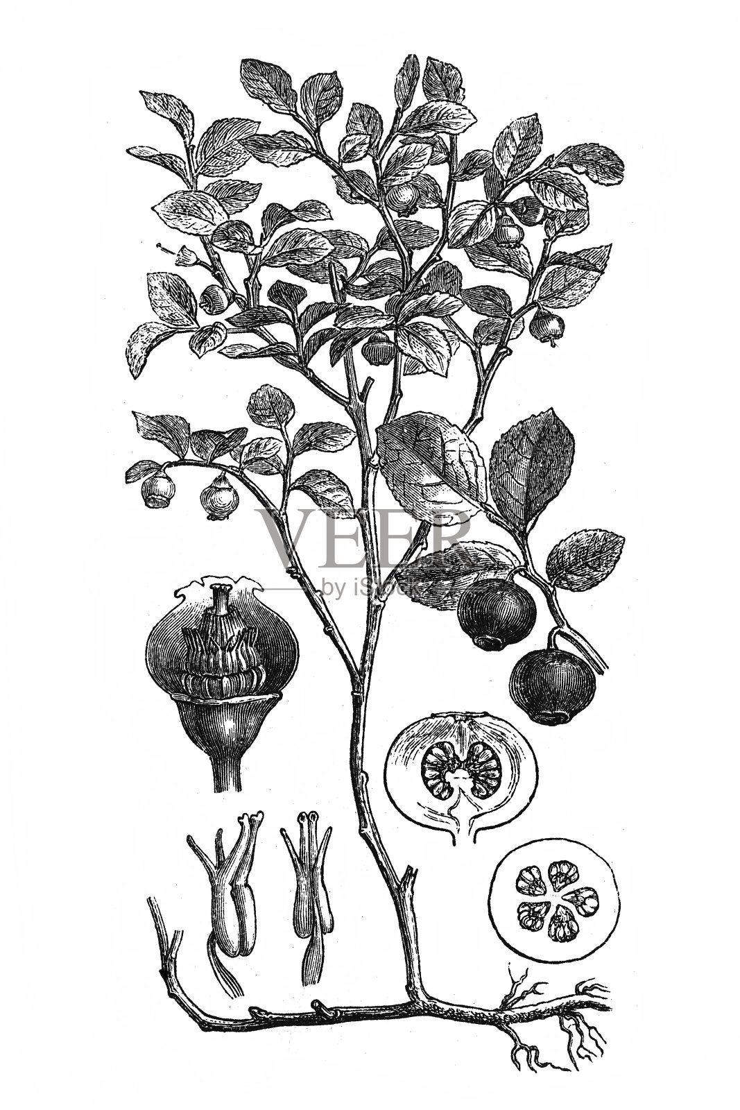 欧洲蓝莓插画图片素材