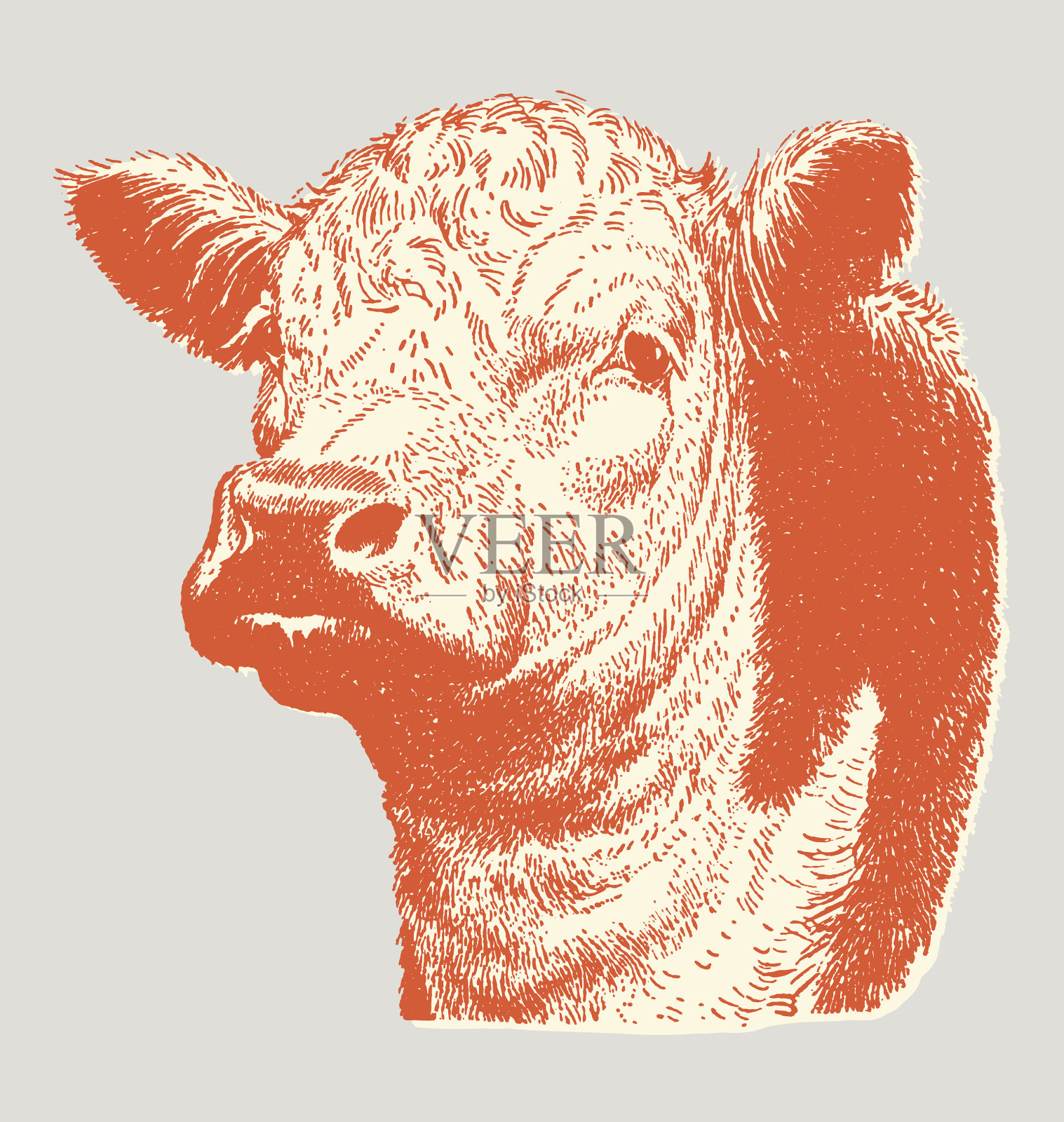 牛插画图片素材