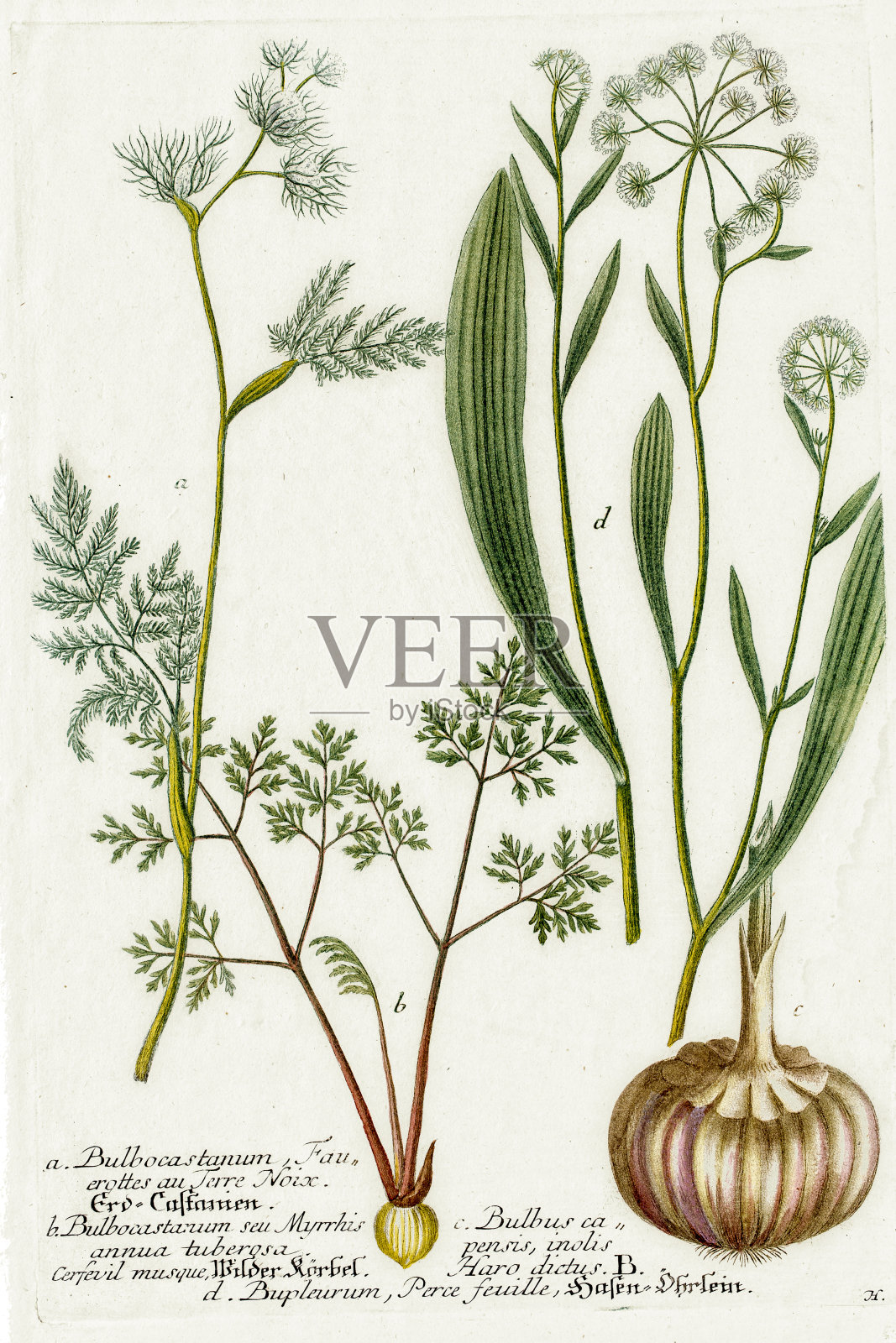 球果植物18世纪植物学插图设计元素图片