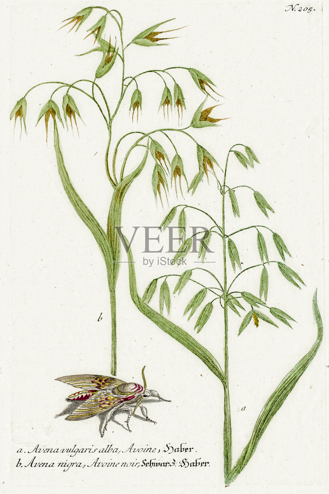 18世纪的燕麦植物插图插画图片素材