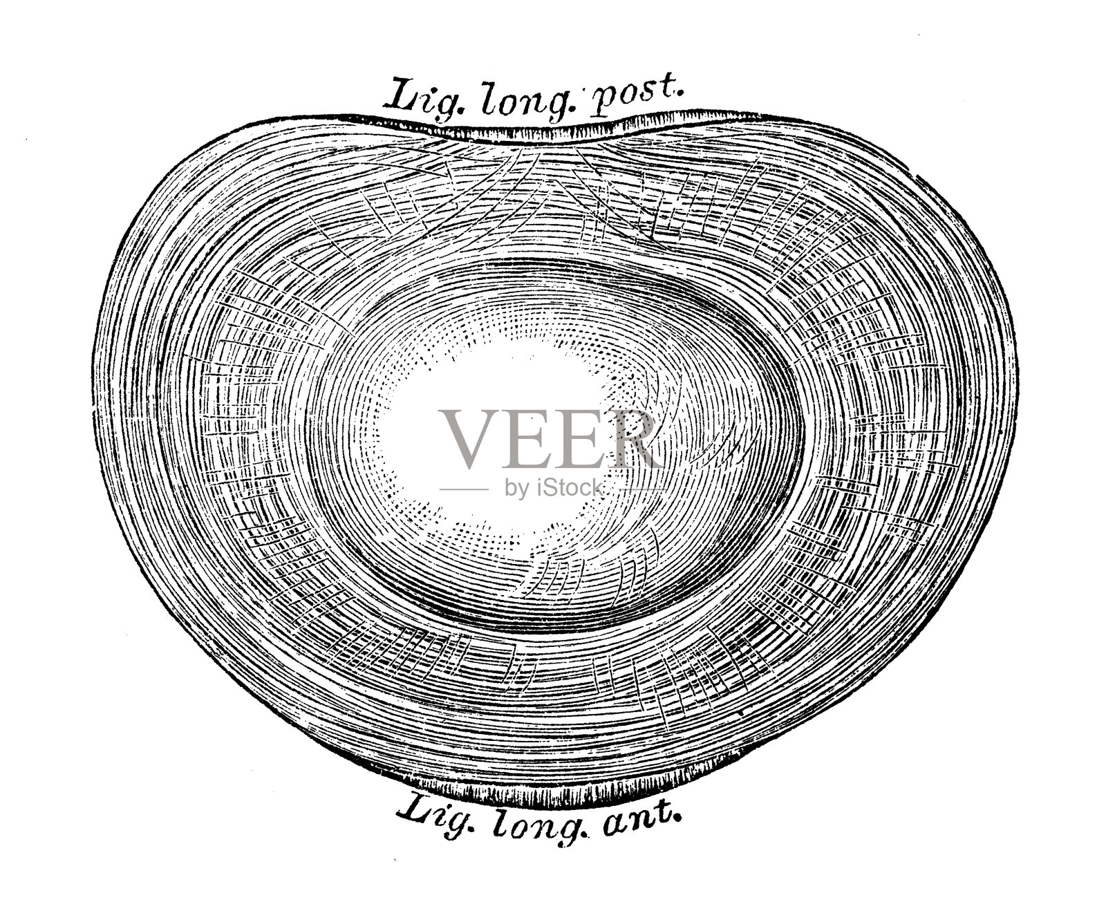 人体解剖科学例证:椎间盘设计元素图片