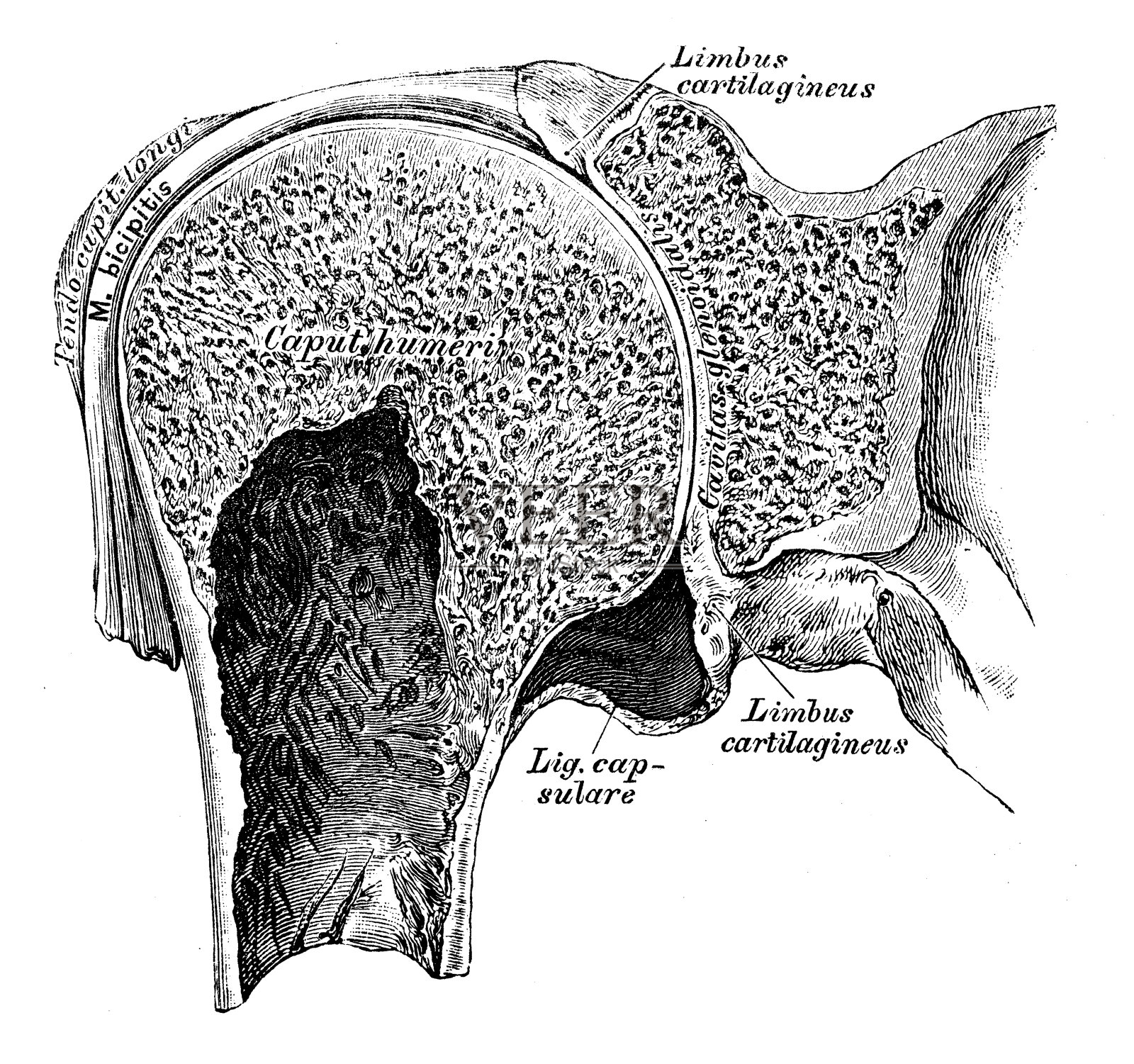 人体解剖学科学例证:肱骨关节插画图片素材