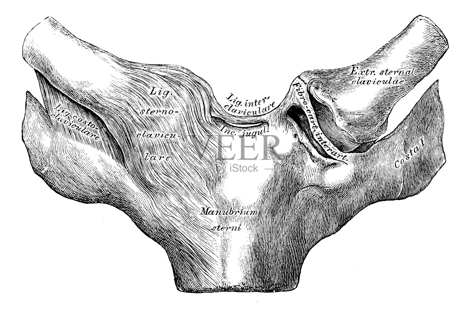 人体解剖学科学例证:胸骨-锁骨关节插画图片素材
