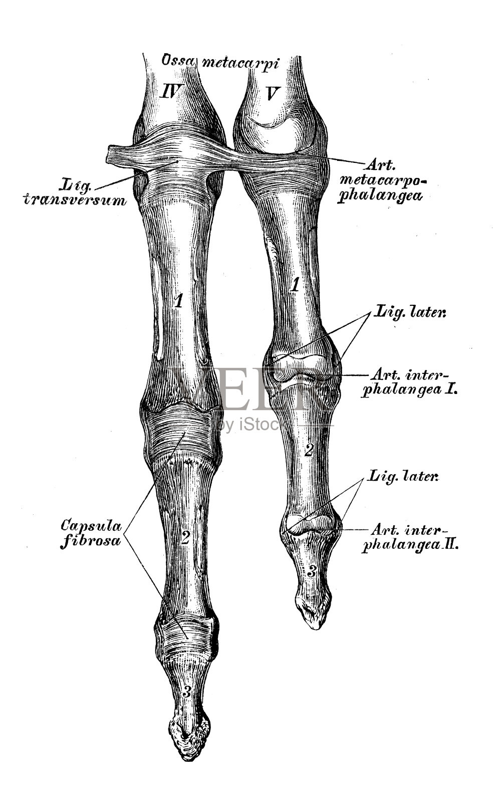 人体解剖学科学插图:手指关节插画图片素材