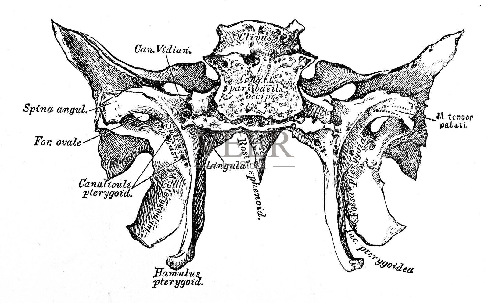 人体解剖学科学例证:蝶骨插画图片素材