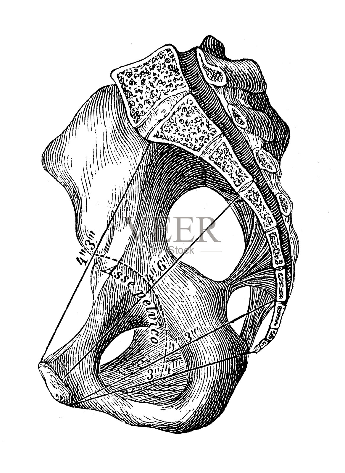 人体解剖学科学例证:骨盆(女性)插画图片素材