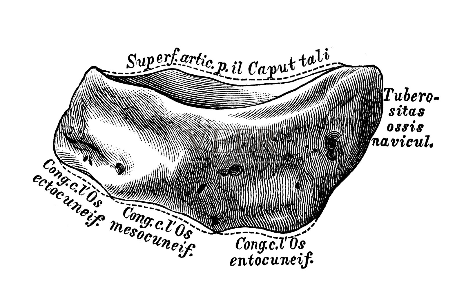 人体解剖学科学例证:舟骨插画图片素材