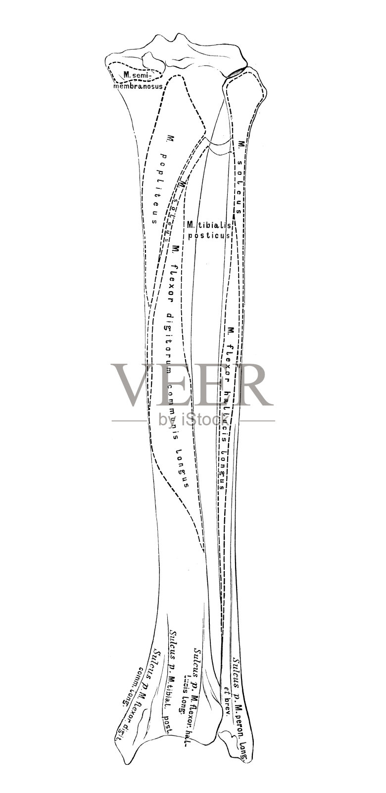 人体解剖学科学说明:胫骨和腓骨插画图片素材