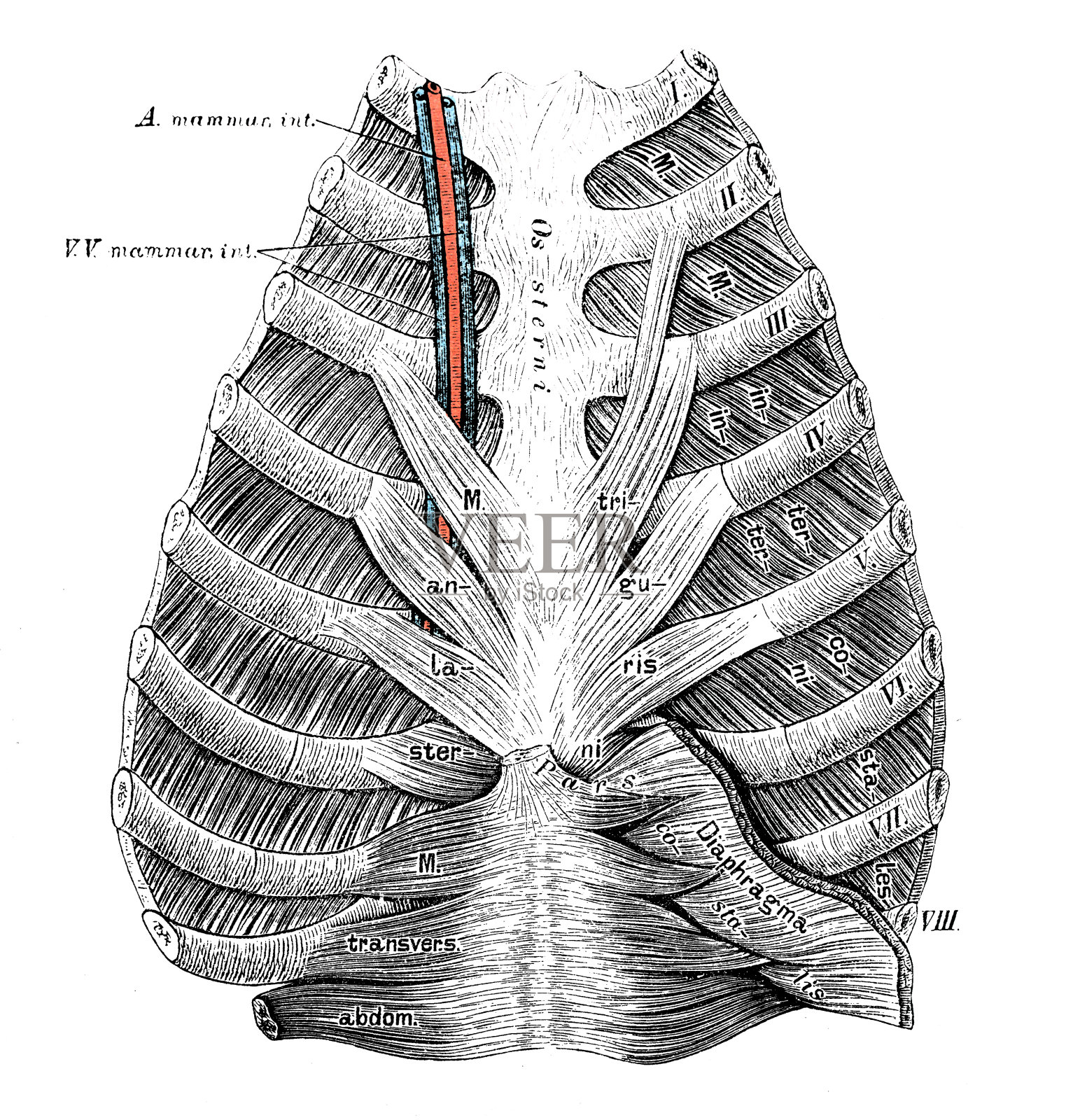 人体解剖学科学例证:胸肌插画图片素材