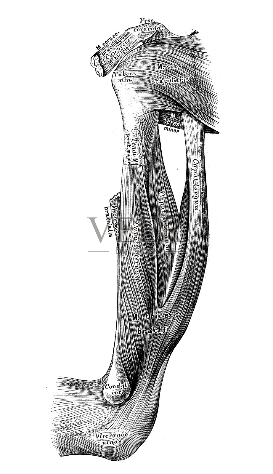 人体解剖学科学插图:手臂肌肉插画图片素材