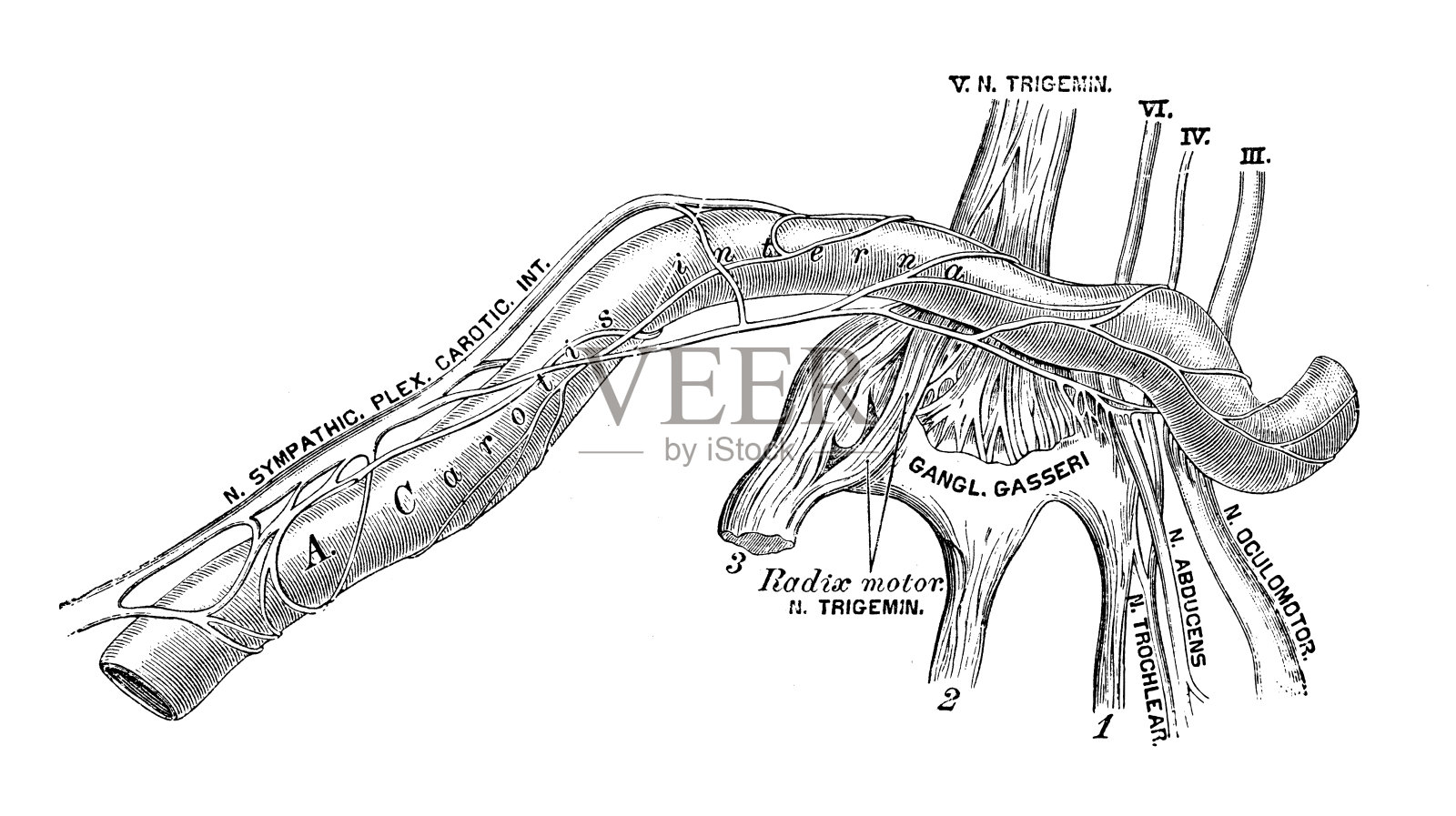人体解剖科学例证:颈内动脉丛插画图片素材