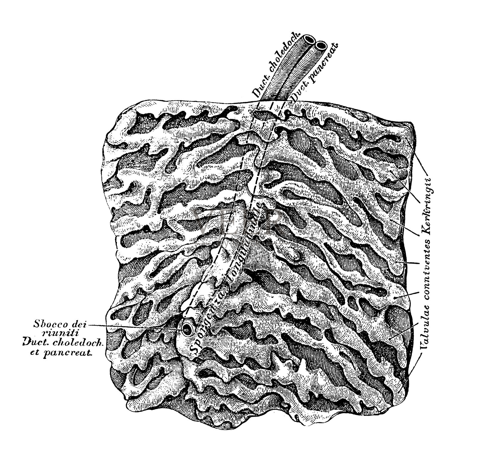 人体解剖学科学例证:十二指肠肠插画图片素材