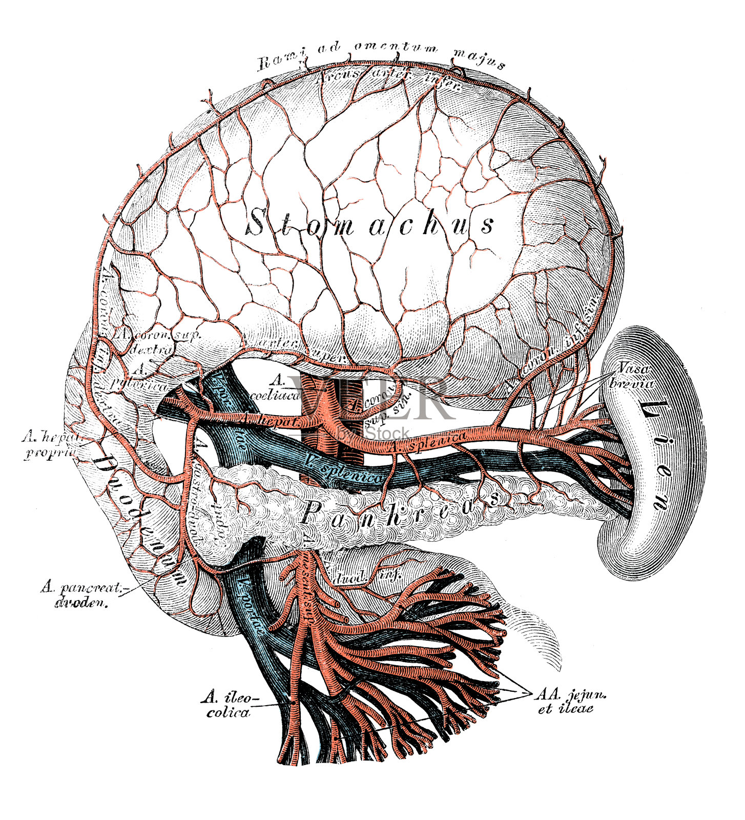 人体解剖学科学说明:腹腔动脉插画图片素材