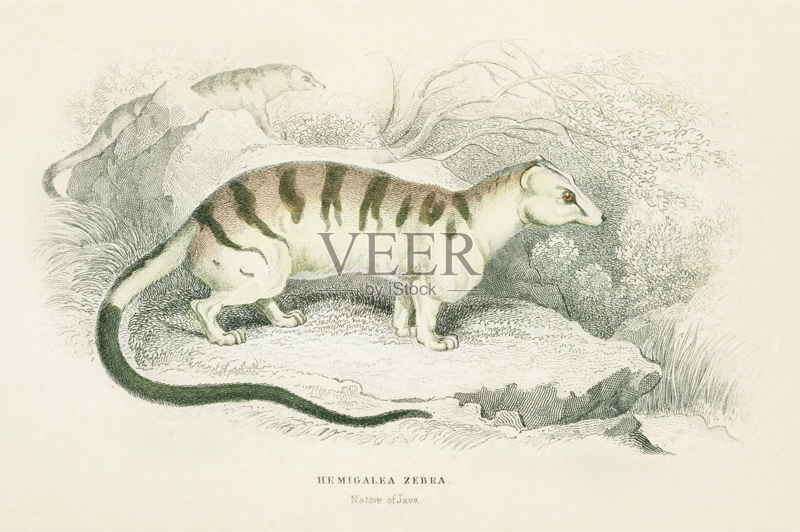 1855年雕刻的棕榈麝香猫插画图片素材