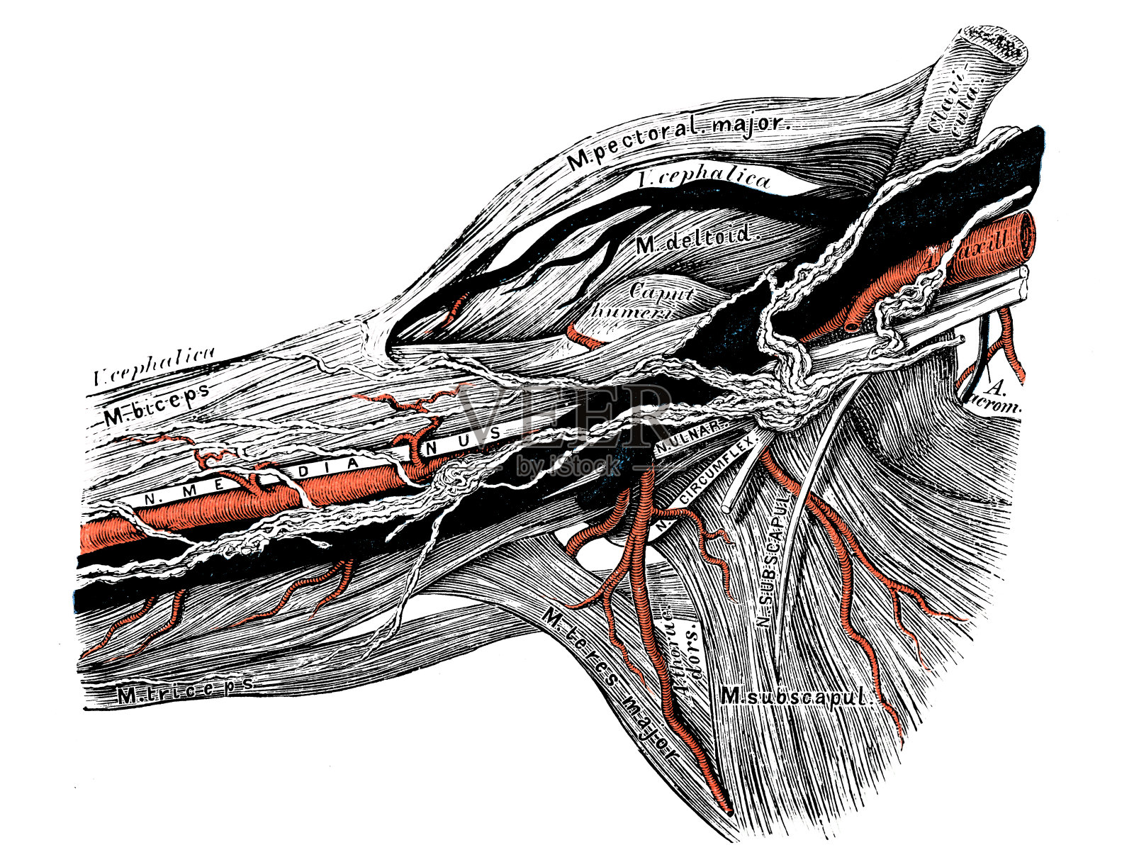 人体解剖学科学例证:腋窝淋巴管插画图片素材